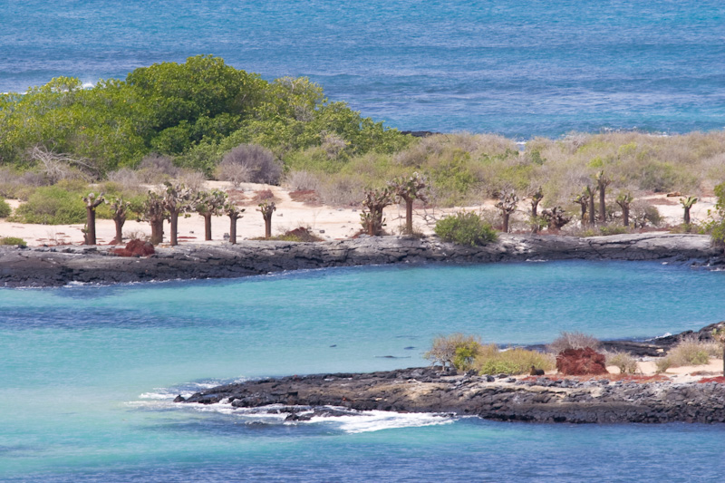 Opuntia Cactus Along Shore Of Lagoon